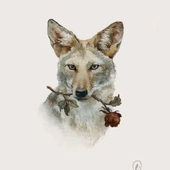 OnlyYotes avatar