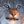 Lynx around and find out avatar
