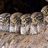 Parliament of Owls