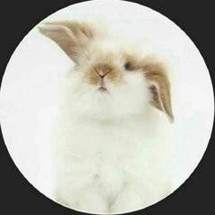 Bunny Gifs avatar