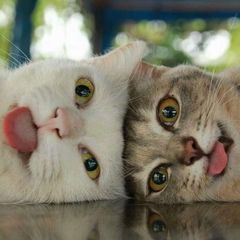 I'm a cat, mlem avatar