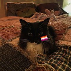 котики is power avatar