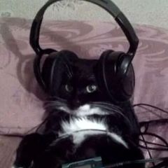 ксини вини 2.0 avatar