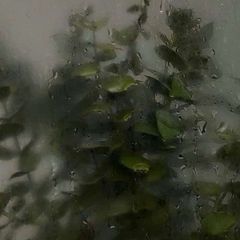 [РЕСТ] 𝚙𝚕𝚊𝚗𝚝𝚜 𝚌𝚘𝚗𝚏𝚎𝚜𝚜𝚒𝚘𝚗 avatar