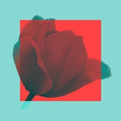 тюльпаны сегодня красные🌺 avatar