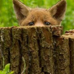 foxblog channel avatar