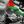 Hamas- Online English avatar