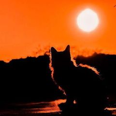Новый Мировой Бардак avatar
