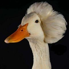 Оцилококцінум для народу avatar