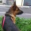 Animali ganzi Avatar