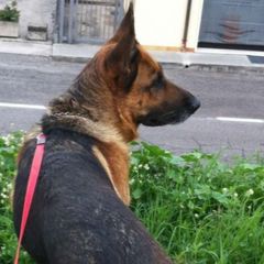 Animali ganzi avatar