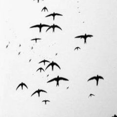 the conference of the birds avatar
