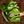 Irritable Orc avatar