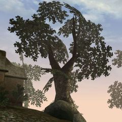 Morrowind Screenshots avatar