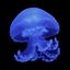 Daily / confession Jellyfish 🪼 Avatar