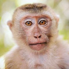 Macaco Sapiens avatar