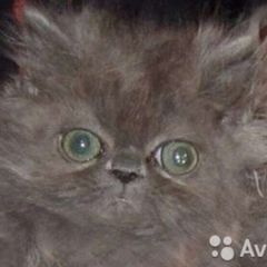 Персидский мальчик необычайной красоты avatar