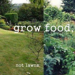 FUCK LAWNS avatar