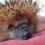 🦔 Igel Buzz 🦔 Avatar