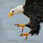 EAGLE TALQNS Avatar
