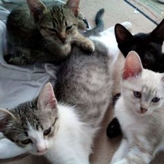 🐕🐾🐈 Gesundheit für Tiere avatar