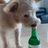 собачка момо