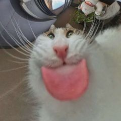 Прайсе avatar
