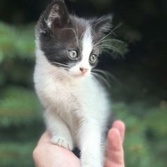 Another random cat avatar