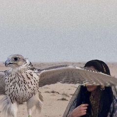 ᷂ميثاق . avatar