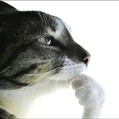 глаза и апельсины avatar