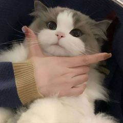 猫猫狗狗小动物 avatar