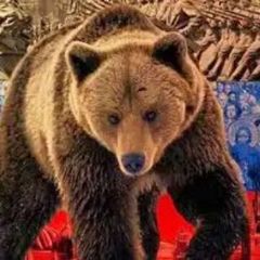 🇷🇺Noticias del oso🇷🇺 avatar