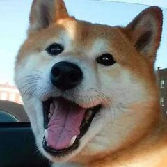 Shiba Inu / Cute Doge / Dog Pictures / Photos / Videos avatar