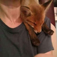 Fantastic Mr Fox avatar