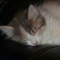 cats confession ֪֪֪ avatar