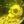 trolland avatar