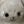 Plush toys confession avatar