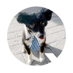 GoodDog-USA.com avatar