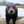 Bear Core avatar