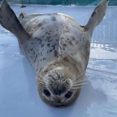 Морские котики (и тюленчики) confession avatar