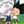 Hunter x Hunter procom safeplace/non-daily avatar