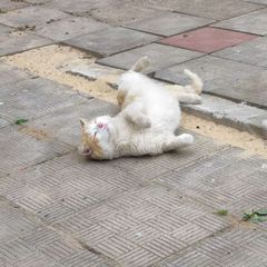 .° 𝑴𝒚 𝒄𝒂𝒕 𝒄𝒐𝒏𝒇𝒆𝒔𝒔𝒊𝒐𝒏 🐈🐾 avatar