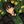 Kaiji : Ultimate Survivor confession ! avatar