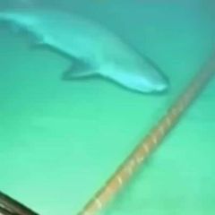 the deep sea internet cable avatar