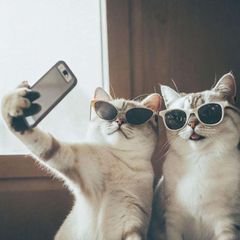 Лапка Кремля avatar