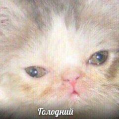 Ты молодец avatar