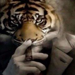 Микавиджи 🐯🗯 avatar