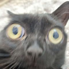 nigga cat (jinx fan club) avatar