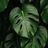 чᴀᴛ ᴄᴀдоʙниᴋоʙ оᴦоᴩодниᴋоʙ ᴩᴀᴄᴛᴇниᴇᴧюбоʙ 🌱