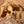 SILLY PUPPIES & DOGS DAILY avatar